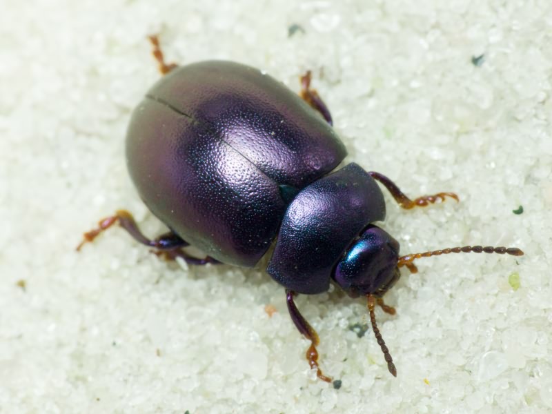 Chrysolina sturmi (Westhoff, 1882)